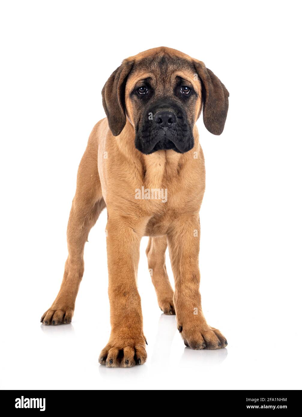 Cachorro mastín italiano delante de un fondo blanco Foto de stock