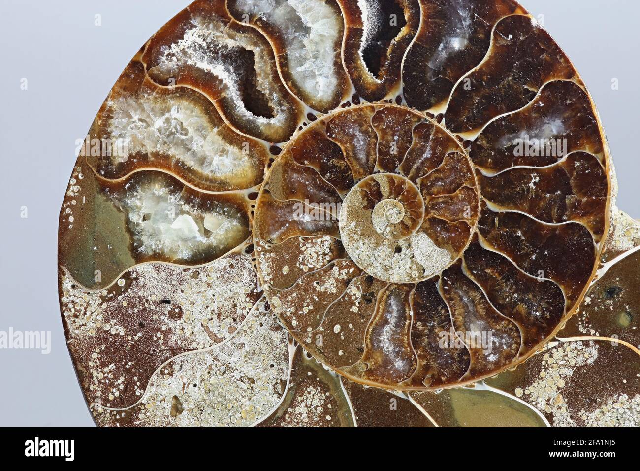 Esto es prehistórico fosilizado llamados moluscos ammonites, un extinto animal marino. Foto de stock