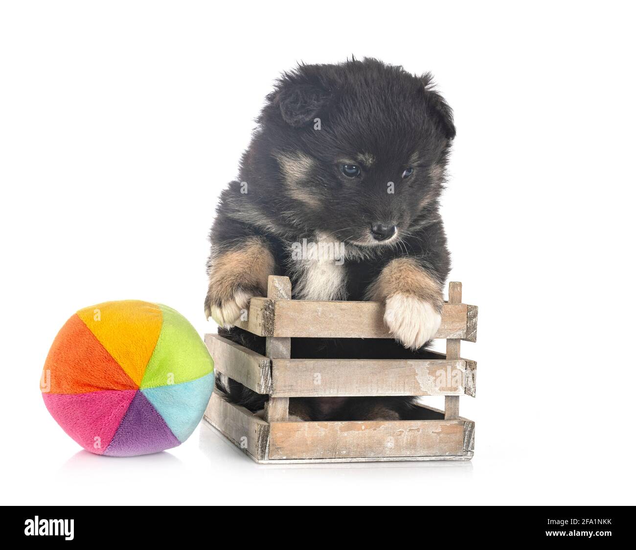 Puppy Finnish Lapphund delante de un fondo blanco Foto de stock