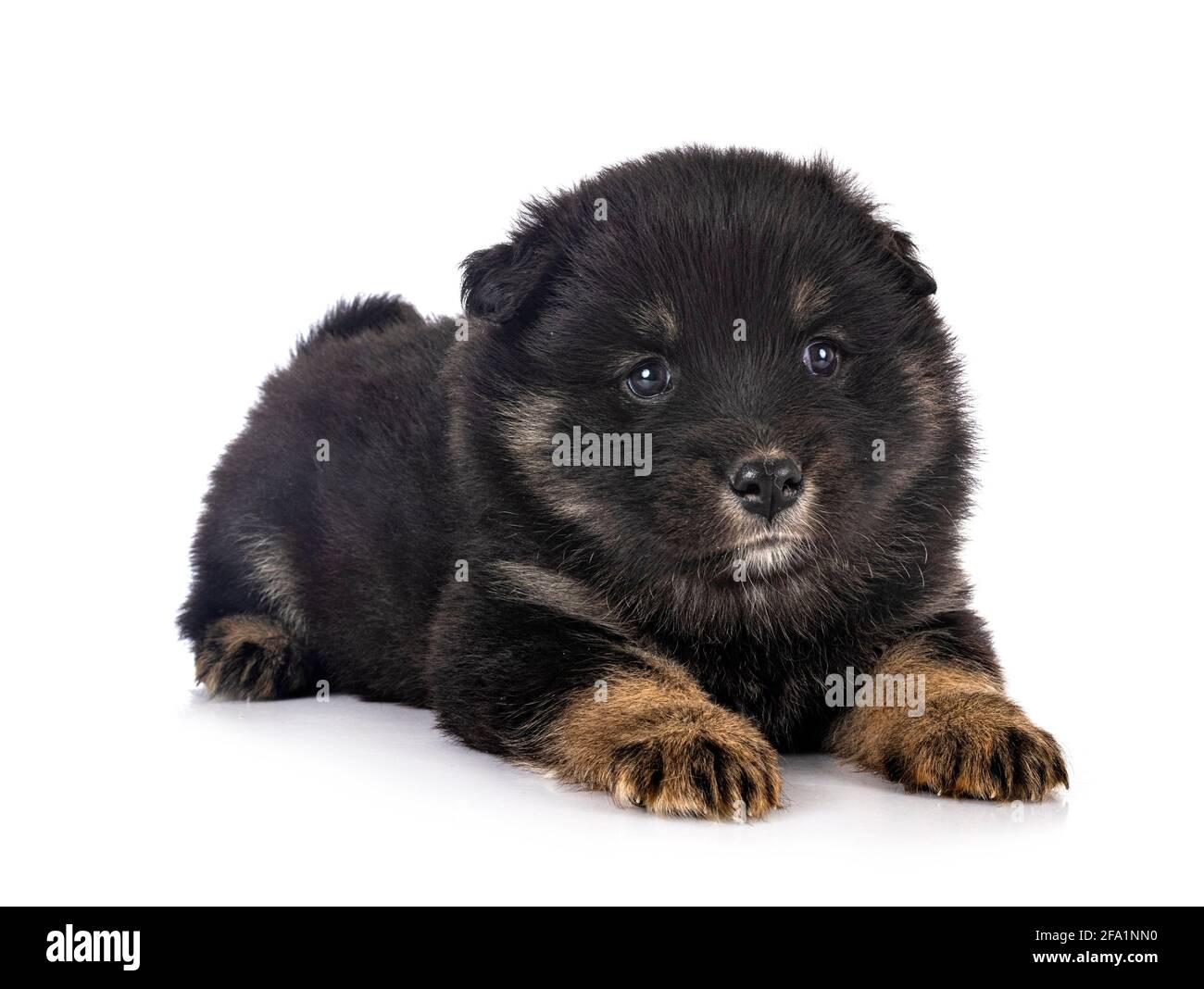 Puppy Finnish Lapphund delante de un fondo blanco Foto de stock
