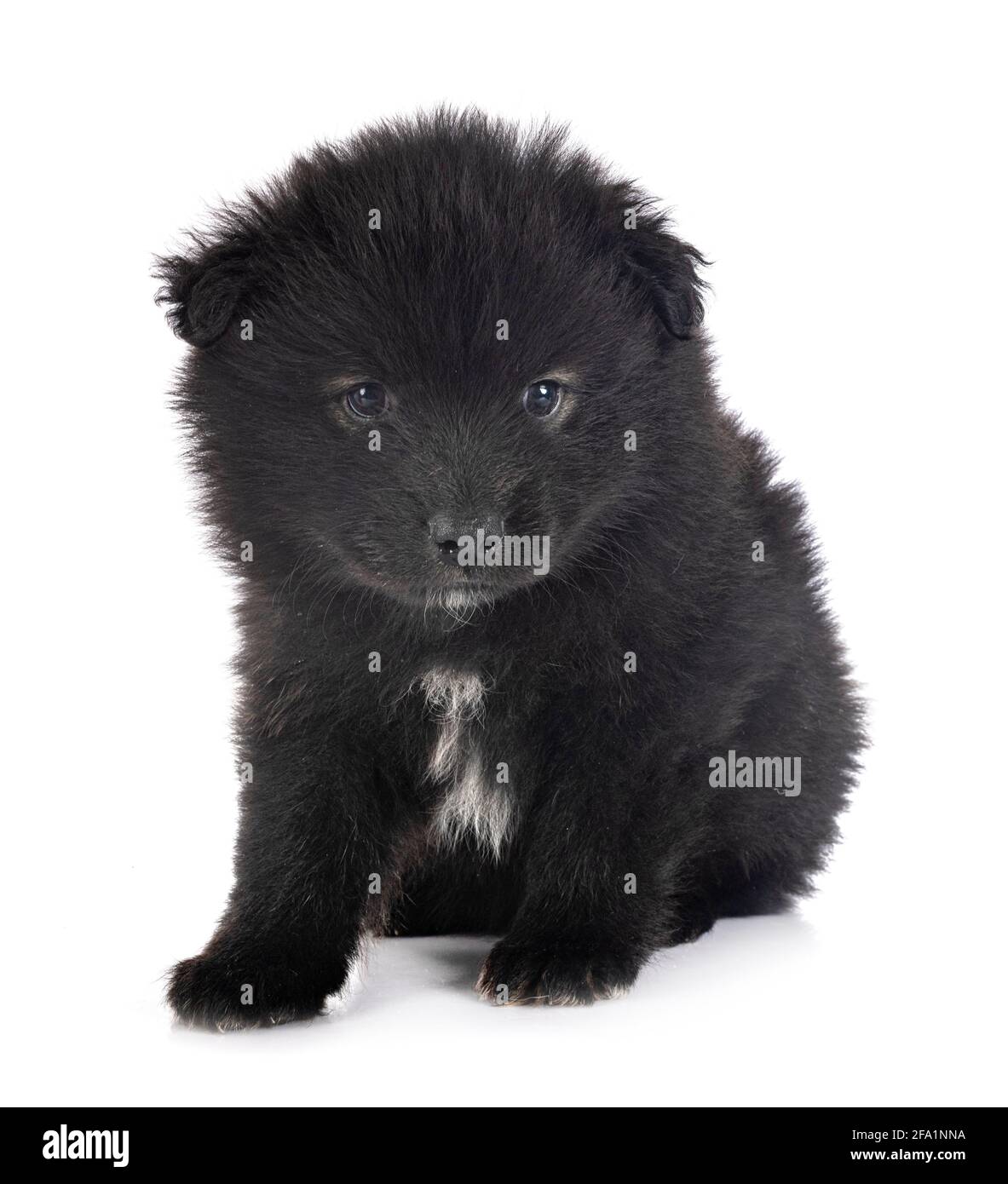 Puppy Finnish Lapphund delante de un fondo blanco Foto de stock