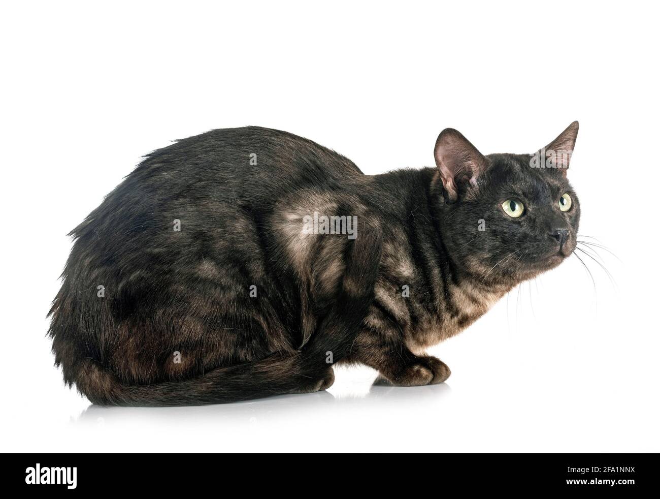 Gato de Bengala en la parte delantera del fondo blanco. Foto de stock
