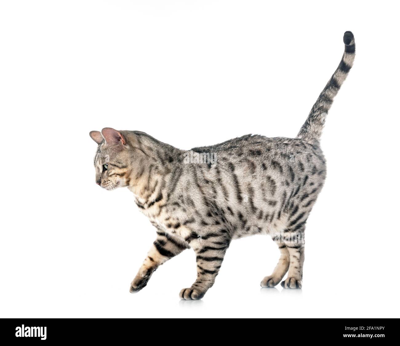 Gato de Bengala en la parte delantera del fondo blanco. Foto de stock