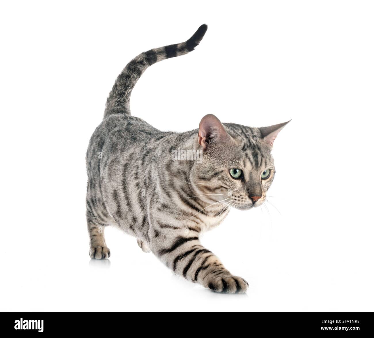 Gato de Bengala en la parte delantera del fondo blanco. Foto de stock