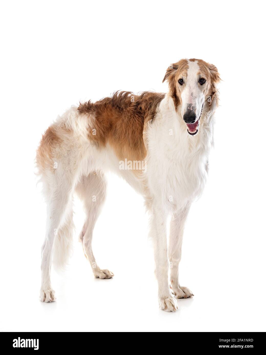 borzoi joven frente al fondo blanco Foto de stock