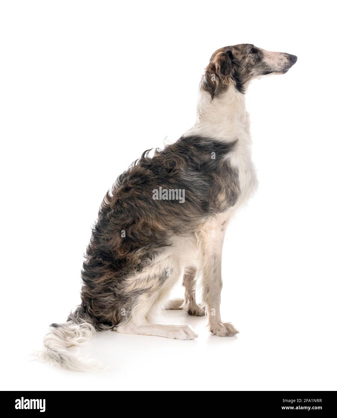 borzoi joven frente al fondo blanco Foto de stock