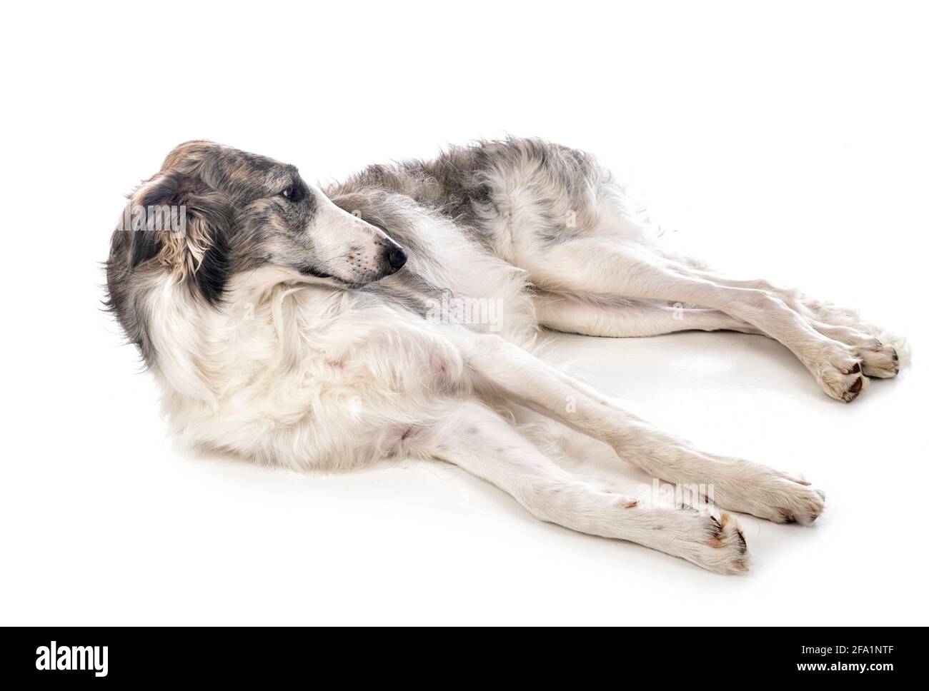 borzoi joven frente al fondo blanco Foto de stock