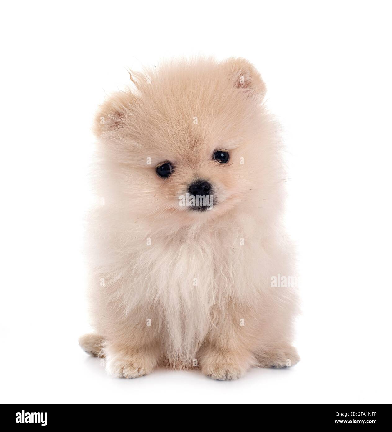Pomerania jóvenes delante de un fondo blanco Foto de stock