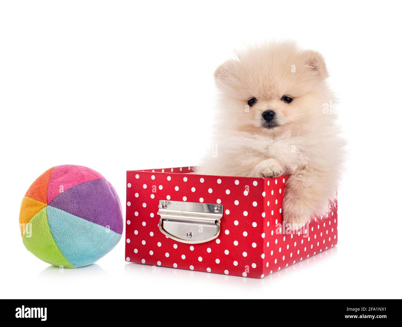 Pomerania jóvenes delante de un fondo blanco Foto de stock