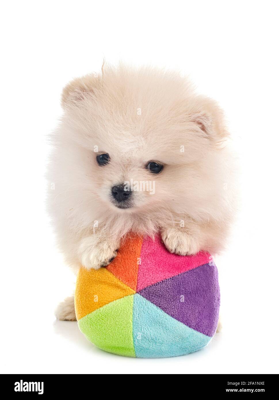 Pomerania jóvenes delante de un fondo blanco Foto de stock