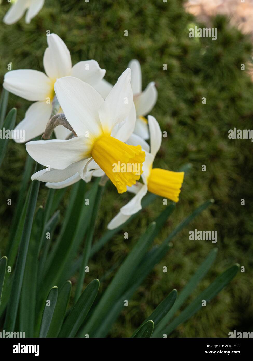 Un grupo de las flores blancas y amarillas del Enano Narcissus Jack Snipe Foto de stock