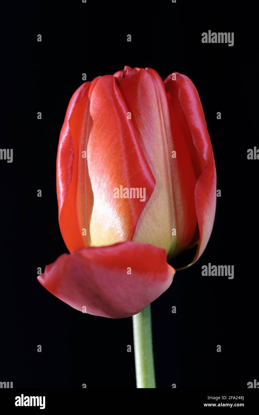 Tulipán contra el fondo negro fotografías e imágenes de alta resolución -  Alamy