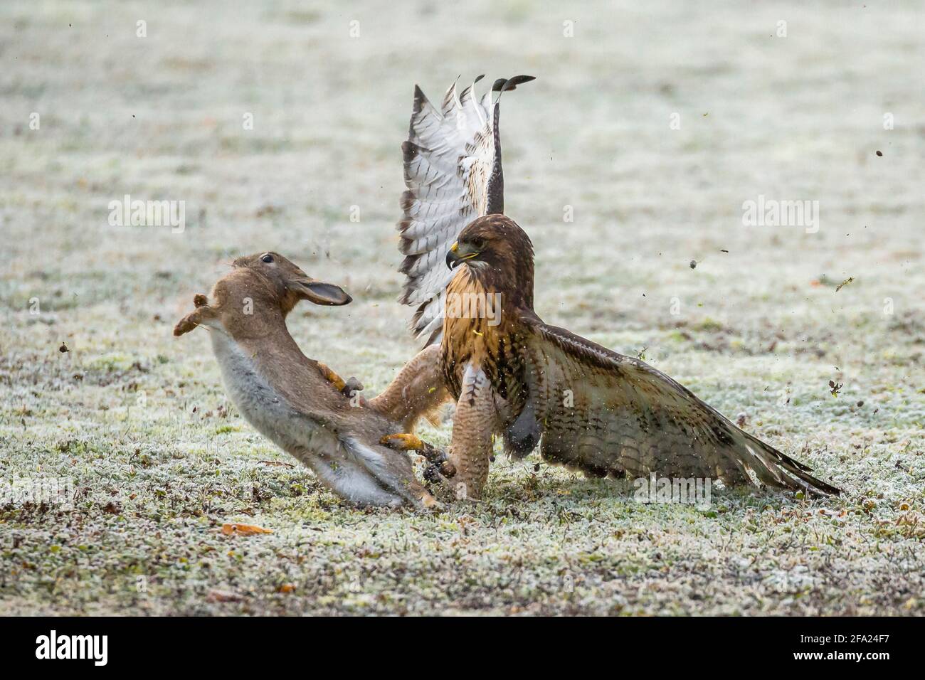 R Catches Fotos E Imagenes De Stock Alamy R Catches Fotos E Imagenes De Stock Alamy