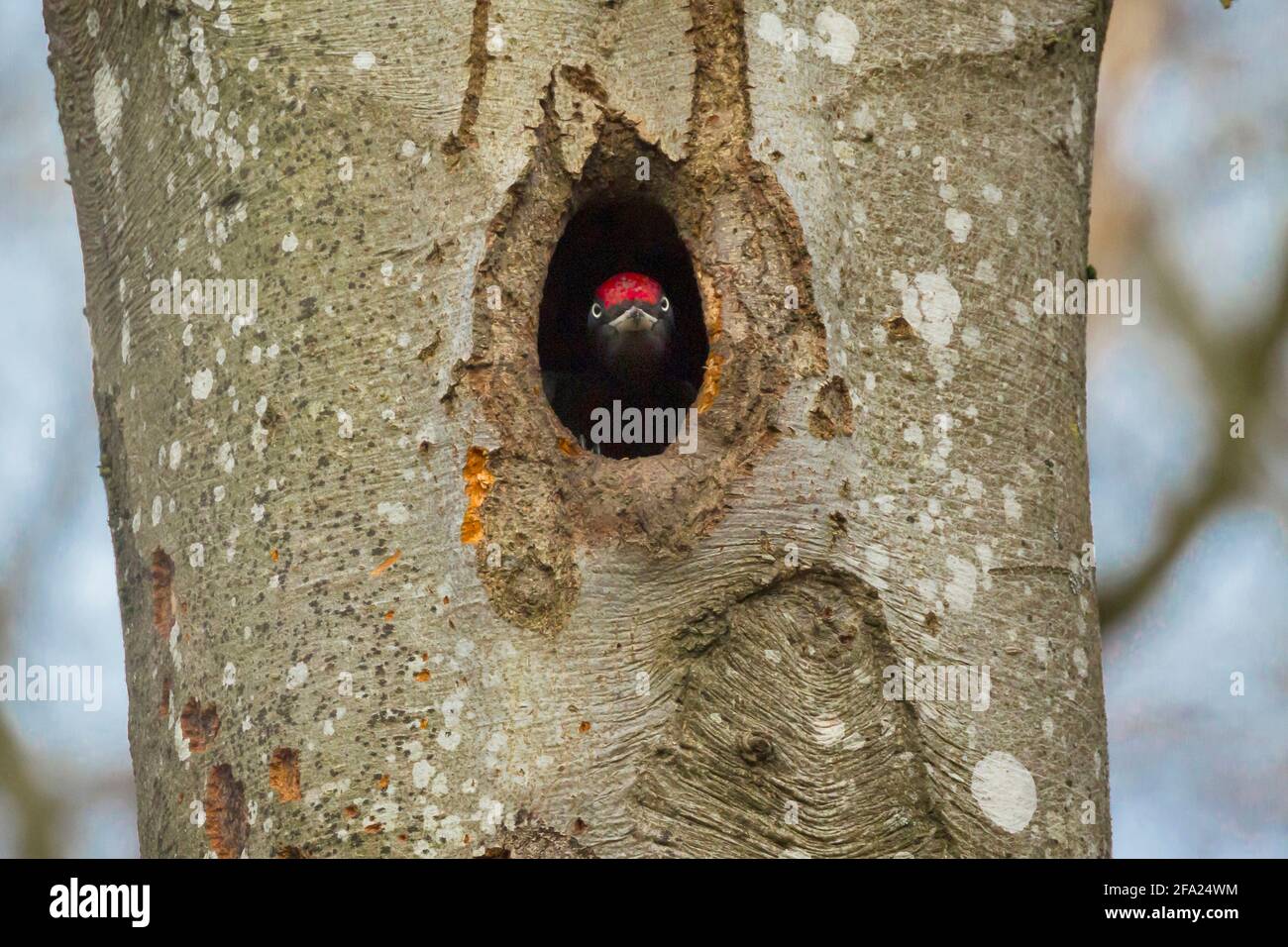 Carpintero negro (Dryocopus martius), macho que sale de la cueva de cría en una vieja haya, Alemania, Baviera Foto de stock