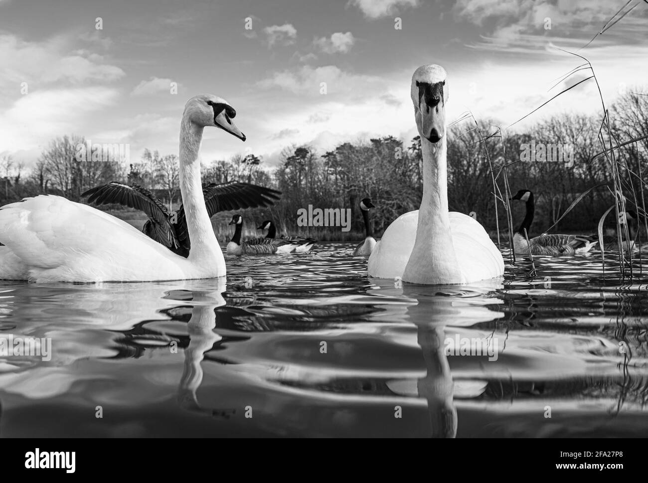 Gran White British Mute Swan Swans bajo nivel del agua vista Fotografía macro de cerca en el lago en Hertfordshire con canadá gansos en el fondo femenino Foto de stock