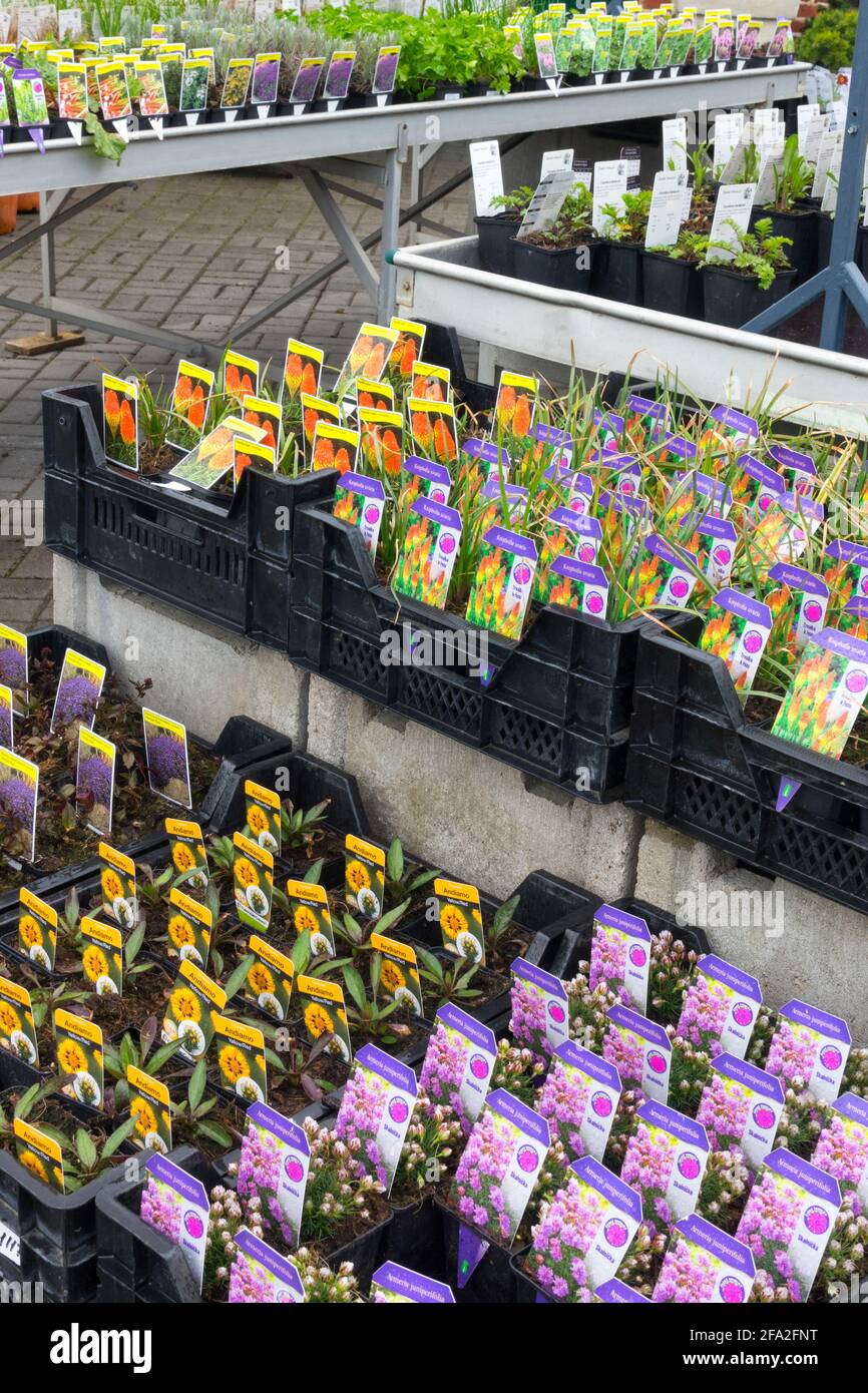 Plantas en exhibición, plantas perennes en venta jardín centro Foto de stock