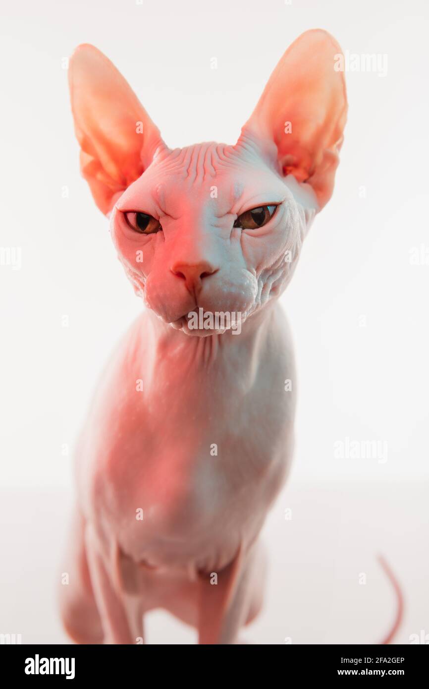 Mi Gato Sphynx Se Ensucia Mucho Lindo gato sphynx, gatito posando aislado sobre fondo de estudio blanco en  luz de neón Fotografía de stock - Alamy