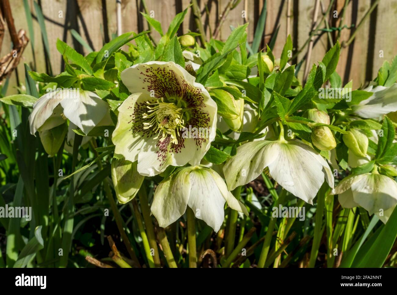 Primer plano de las flores hellebore de color crema blanco hellebore flor floración Helleboro orientalis en primavera Inglaterra Reino Unido Gran Bretaña GB Gran Bretaña Foto de stock