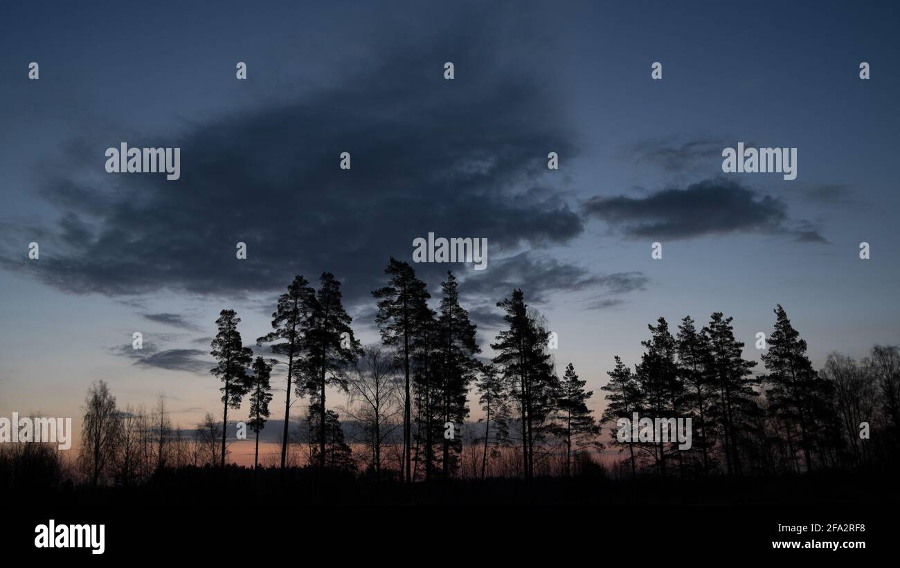 Siluetas de árboles en una nube oscura en un cielo tenue al amanecer Foto de stock