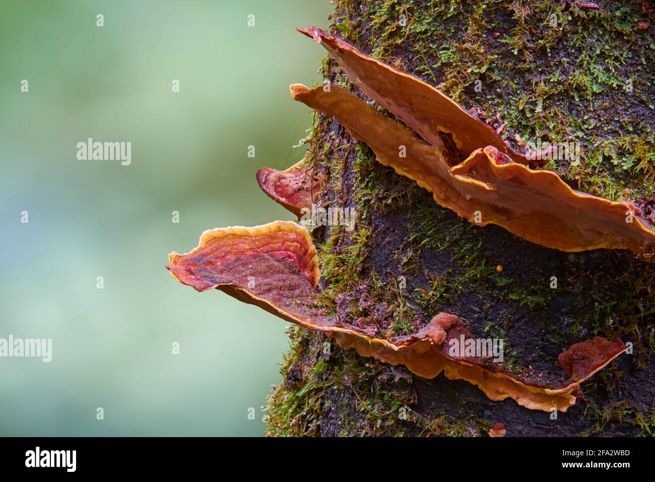 Hongos en el bosque Foto de stock