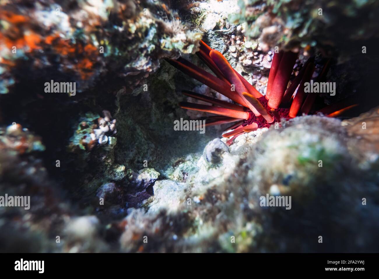 Erizo de mar rojo escondido entre piedras Foto de stock