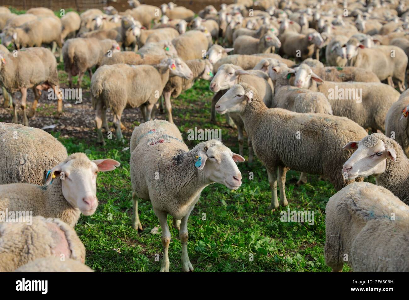 Rebaño de ovejas blancas pastando en un paisaje verde. Foto de stock