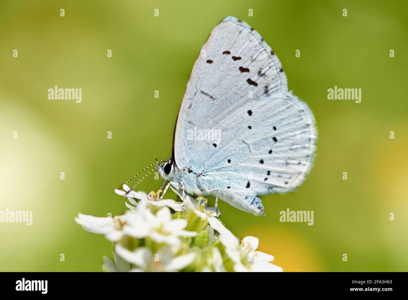 Mariposa azul provenzal de cola corta (Cupido alcetas) Foto de stock