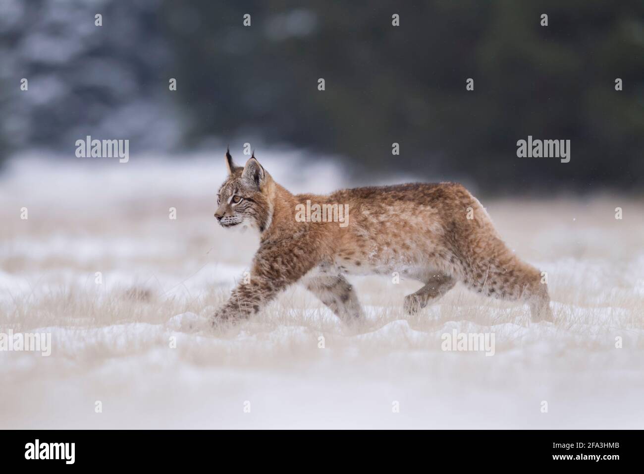 Luchs, Lynx lynx, lince eurasiático Foto de stock