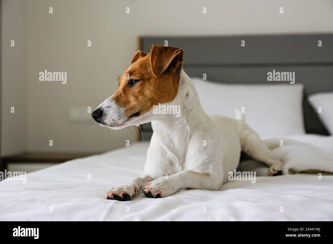 Lindo Jack Russel terrier cachorro con orejas grandes esperando al propietario en una cama sin hacer con manta y almohadas. Pequeño perrito adorable con gracioso pelaje Foto de stock