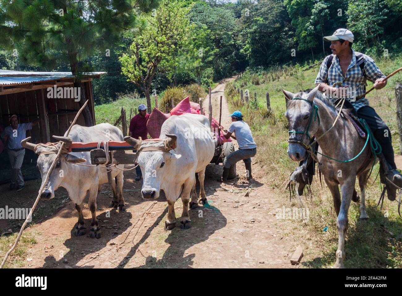 MIRAFLOR, NICARAGUA - 22 DE ABRIL de 2016: Escena rural en Área Protegida Miraflor Nicaragua Foto de stock