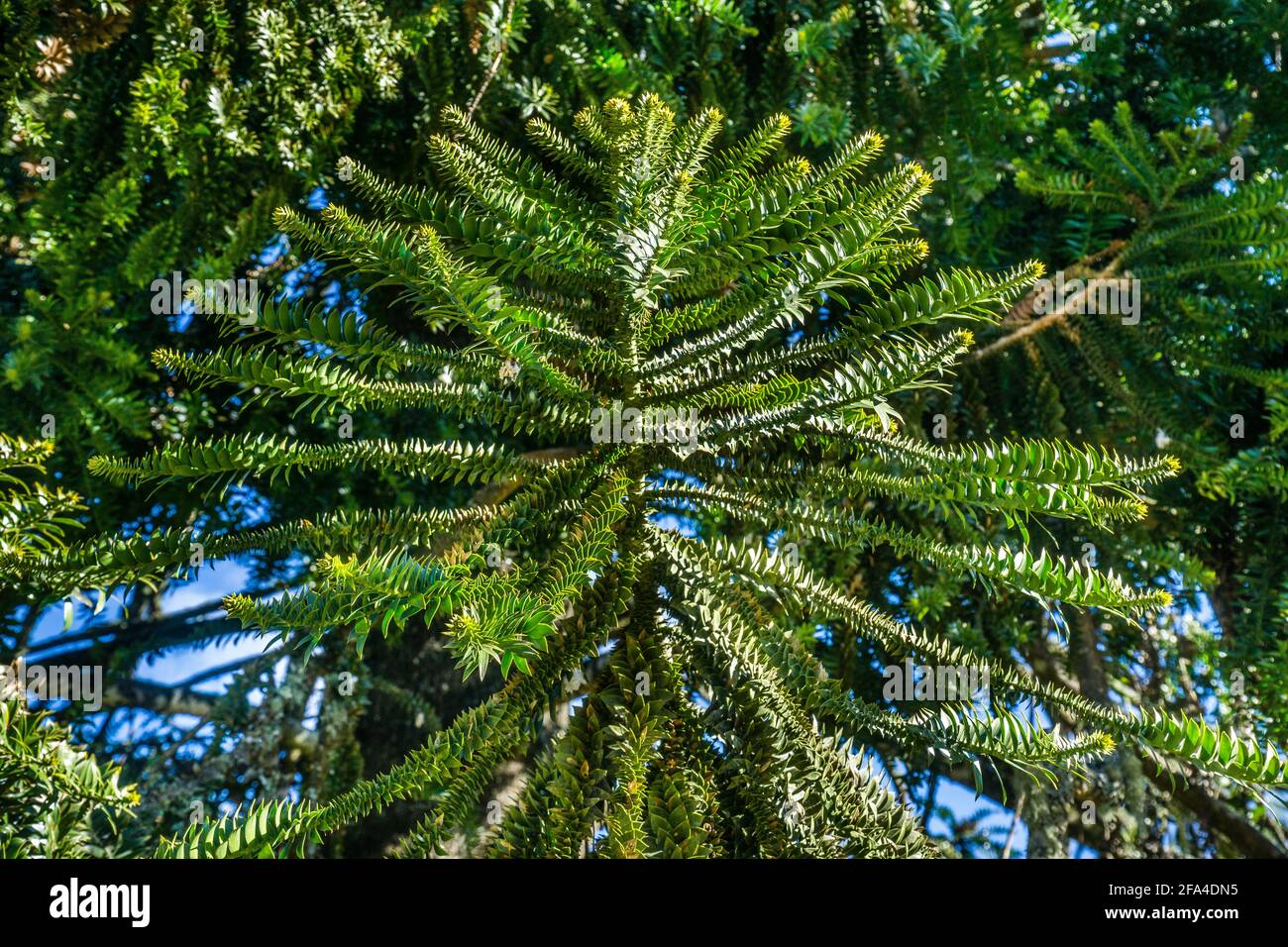 Las hojas puntiagudas del pino Bunya están arrayadas radialmente alrededor del ramal, Parque Nacional de las Montañas Bunya, Región de Burnett Sur, Queensland, Australia Foto de stock