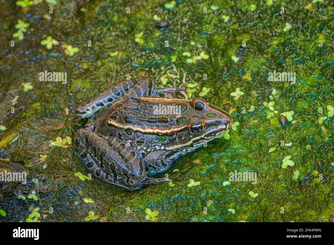 Animales de humedales fotografías e imágenes de alta resolución Alamy