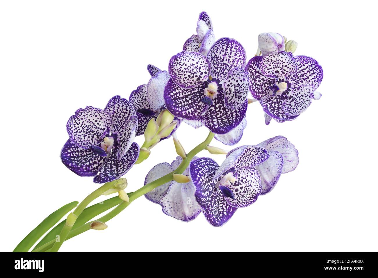 Flores de orquídeas violeta de Vanda aisladas sobre fondo blanco con  recorte Ruta Fotografía de stock - Alamy