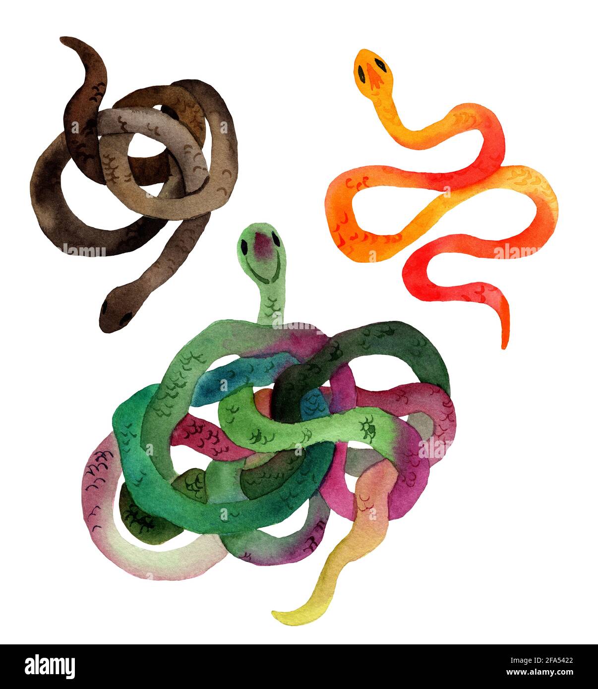 Acuarela Ilustración dibujada a mano de serpientes en color naranja,  marrón, verde con textura de piel. La serpiente yace en la forma de un  anillo. Estilo de dibujos animados de animales Fotografía