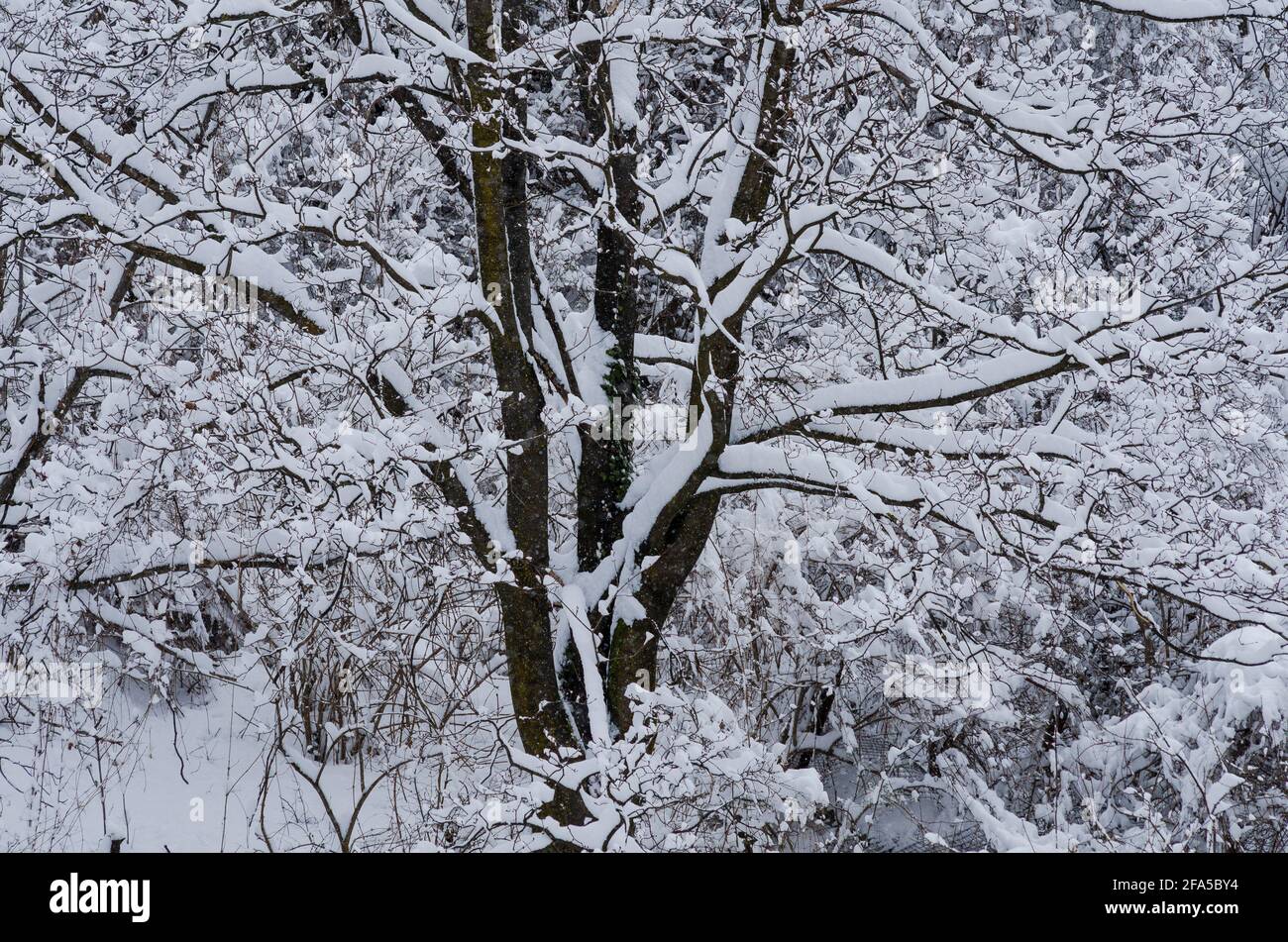 Escena de invierno mostrando un árbol cargado de nieve un bosque Cerca de Brasov Transilvania Rumanía Foto de stock