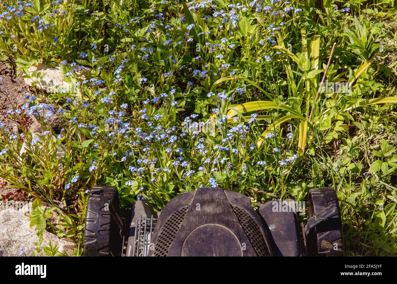 Preservación de la biodiversidad en el concepto de jardín de casa. No segando todas las flores silvestres naturales, sino dejándolas por polinizar insectos y sustituirlas Foto de stock