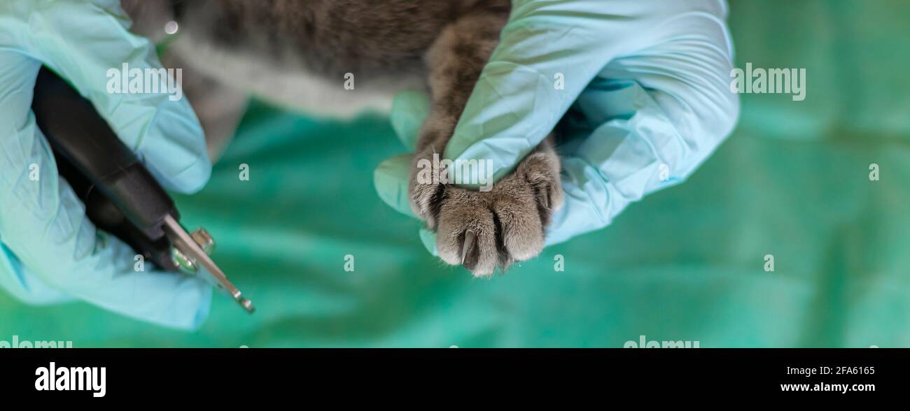 bandera con las manos en guantes médicos recortar las garras de un gato.  Gato está consiguiendo un clavo trim.Trimming clavos del gato. Cortar las  garras del gato doméstico. Suave fo Fotografía de