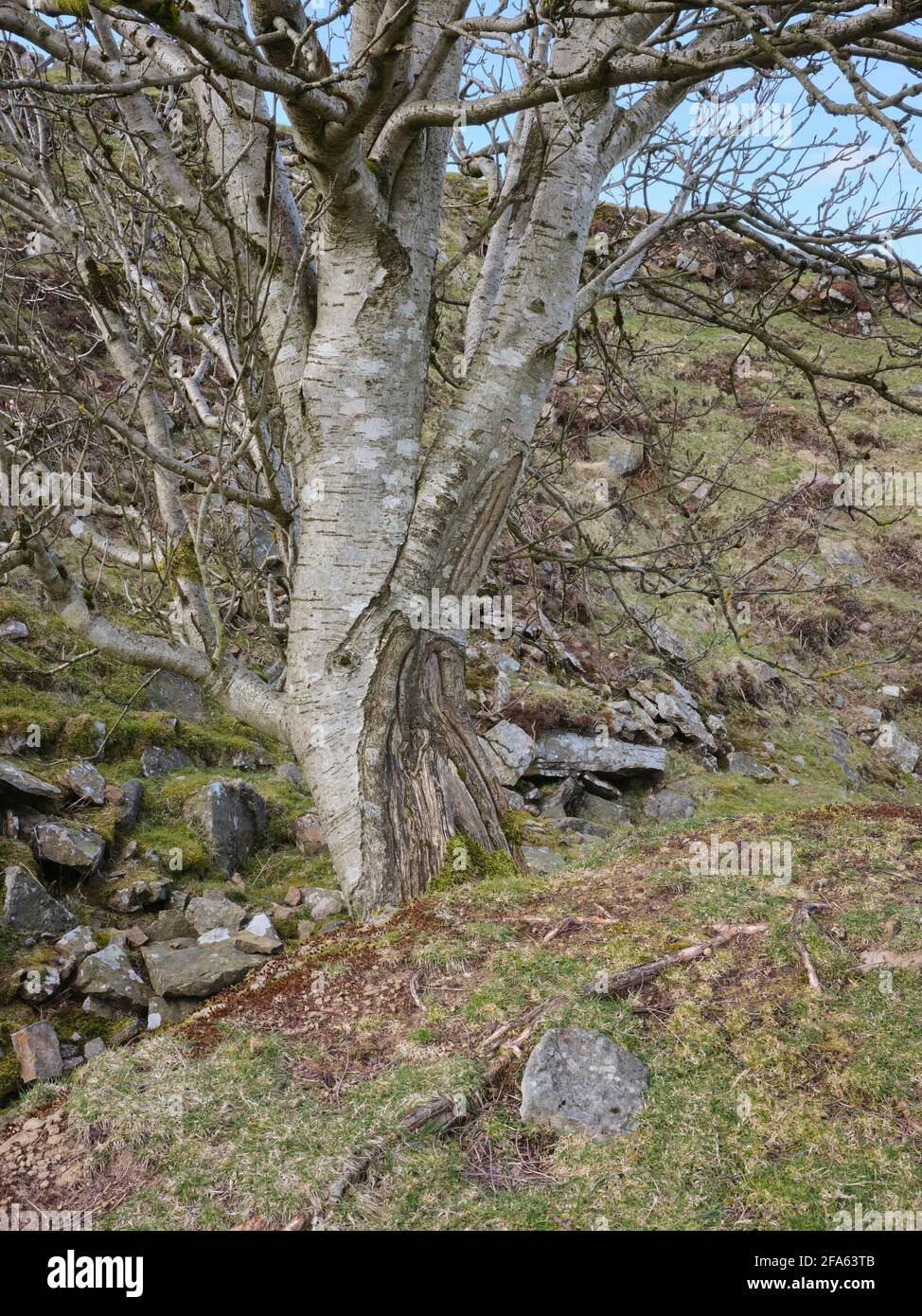 Un árbol de Rowan crece a un ángulo inusual de un afloramiento rocoso en una antigua cantera de piedra abandonada Foto de stock