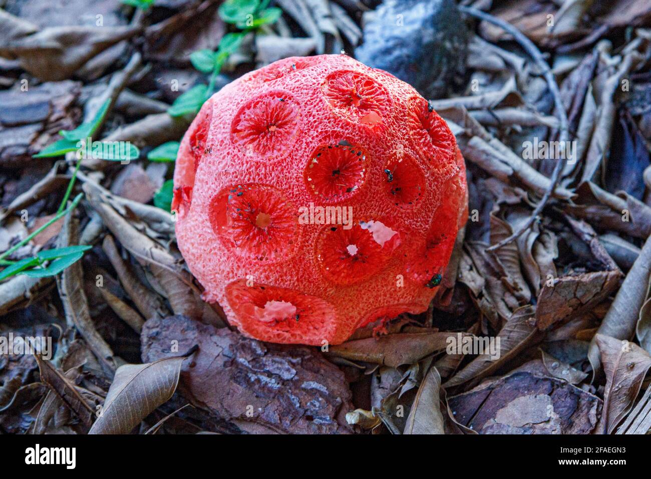 Hongo rojo de cuerno de estinkhorn encontrado en Florida Foto de stock