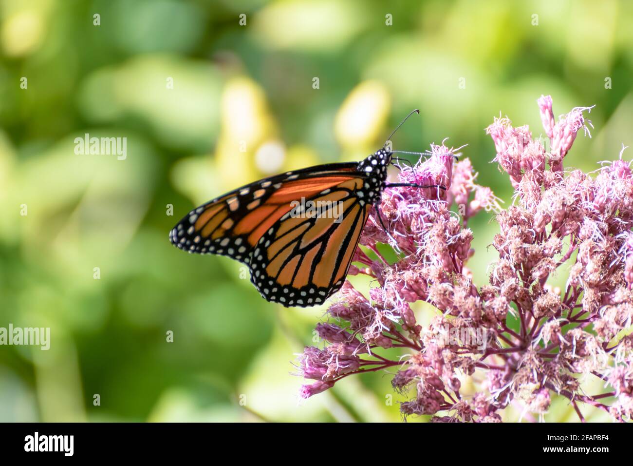 Mariposa monarca (Danaus plexippus) alimentándose sobre una flor rosa en un jardín, con un fondo verde borroso Foto de stock