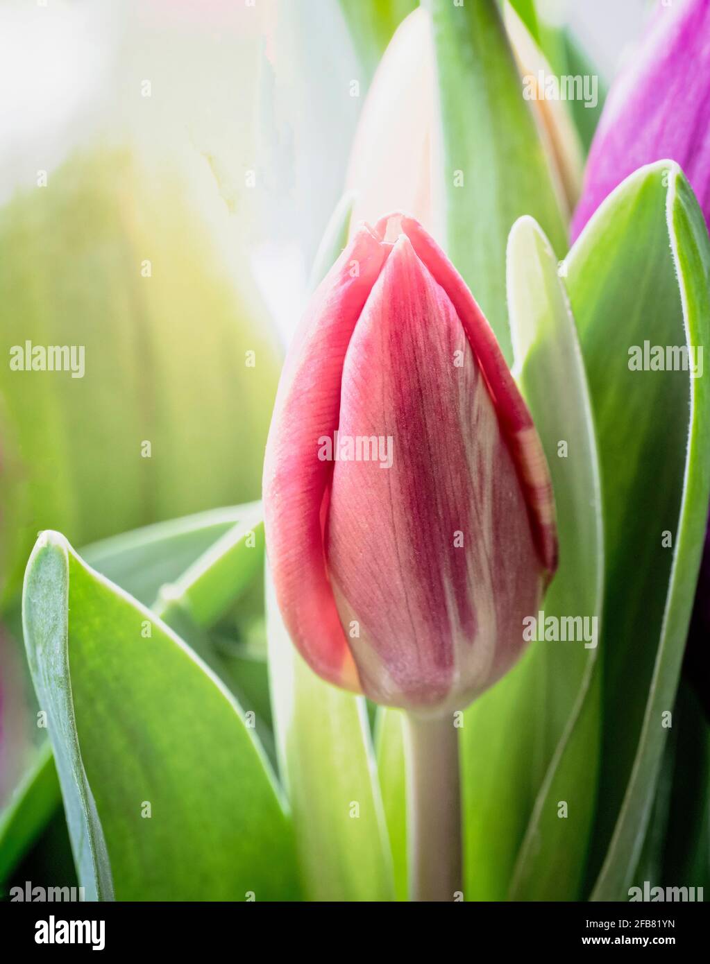 Tulip, Tulipa, Studio fotografió cerca de las flores en un jarrón. Foto de stock
