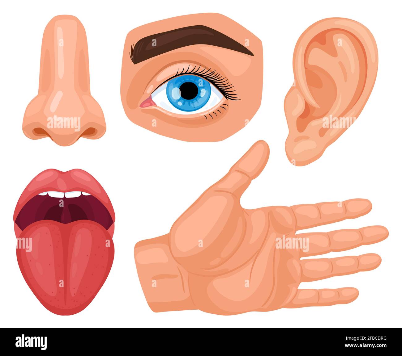 Órganos sensoriales humanos de dibujos animados. Anatomía Sentidos humanos,  tacto de la piel, audición, visión de los ojos, lengua del gusto y nariz  olfato vector conjunto de ilustración. Biología Imagen Vector de