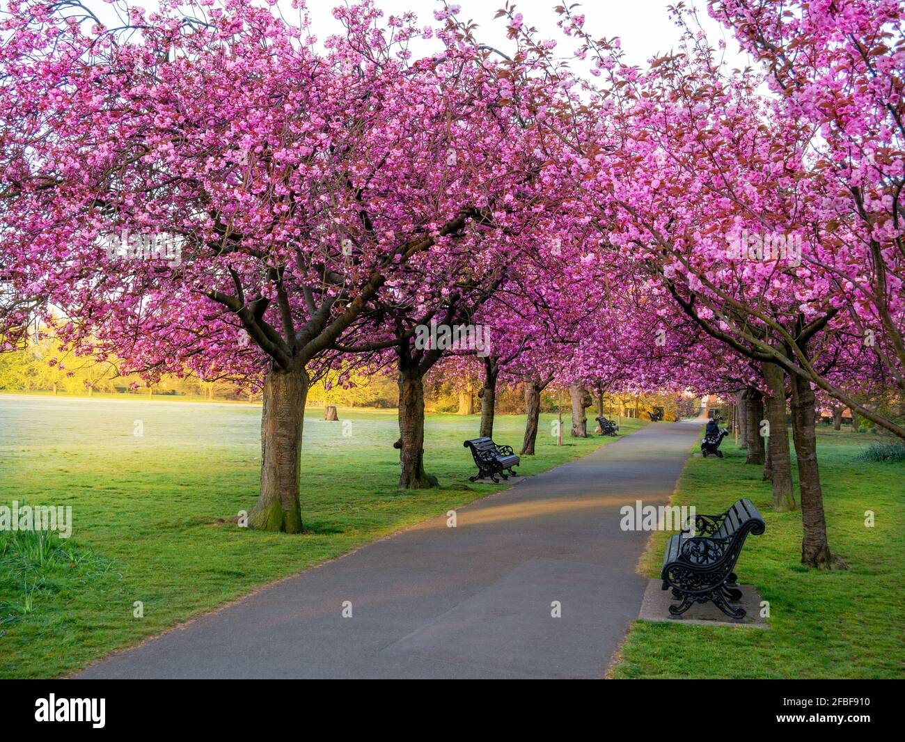 Callejón de los árboles de Sakura rosa en la temporada de primavera en Greenwich Royal Park en Londres Foto de stock