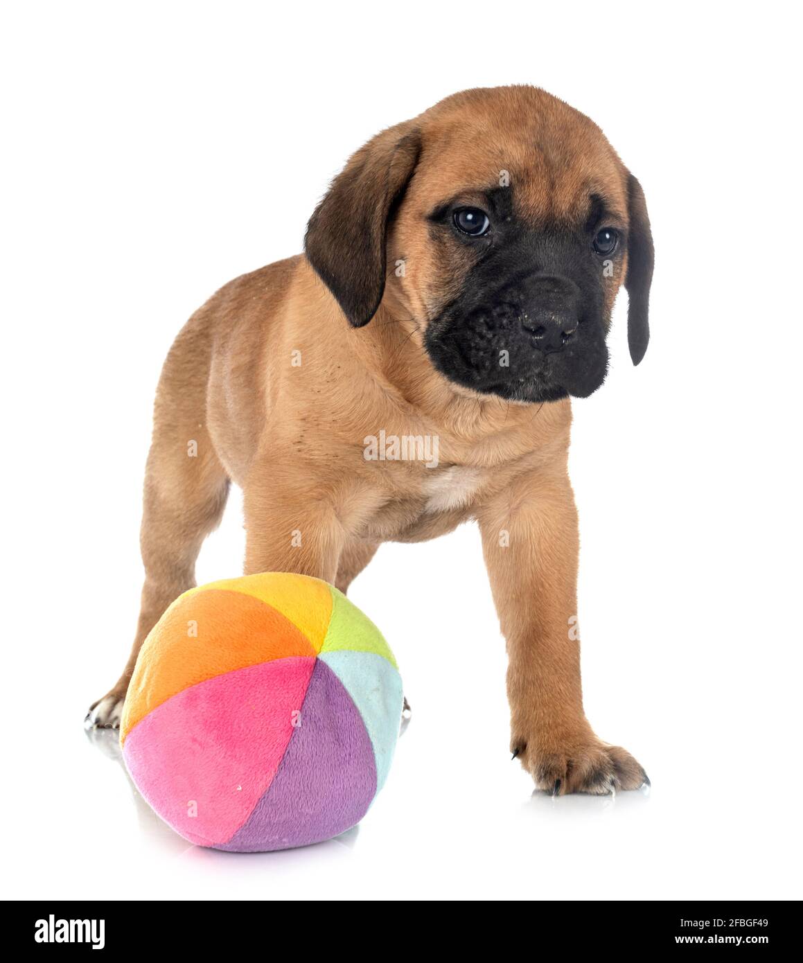 Cachorro mastín italiano delante de un fondo blanco Foto de stock