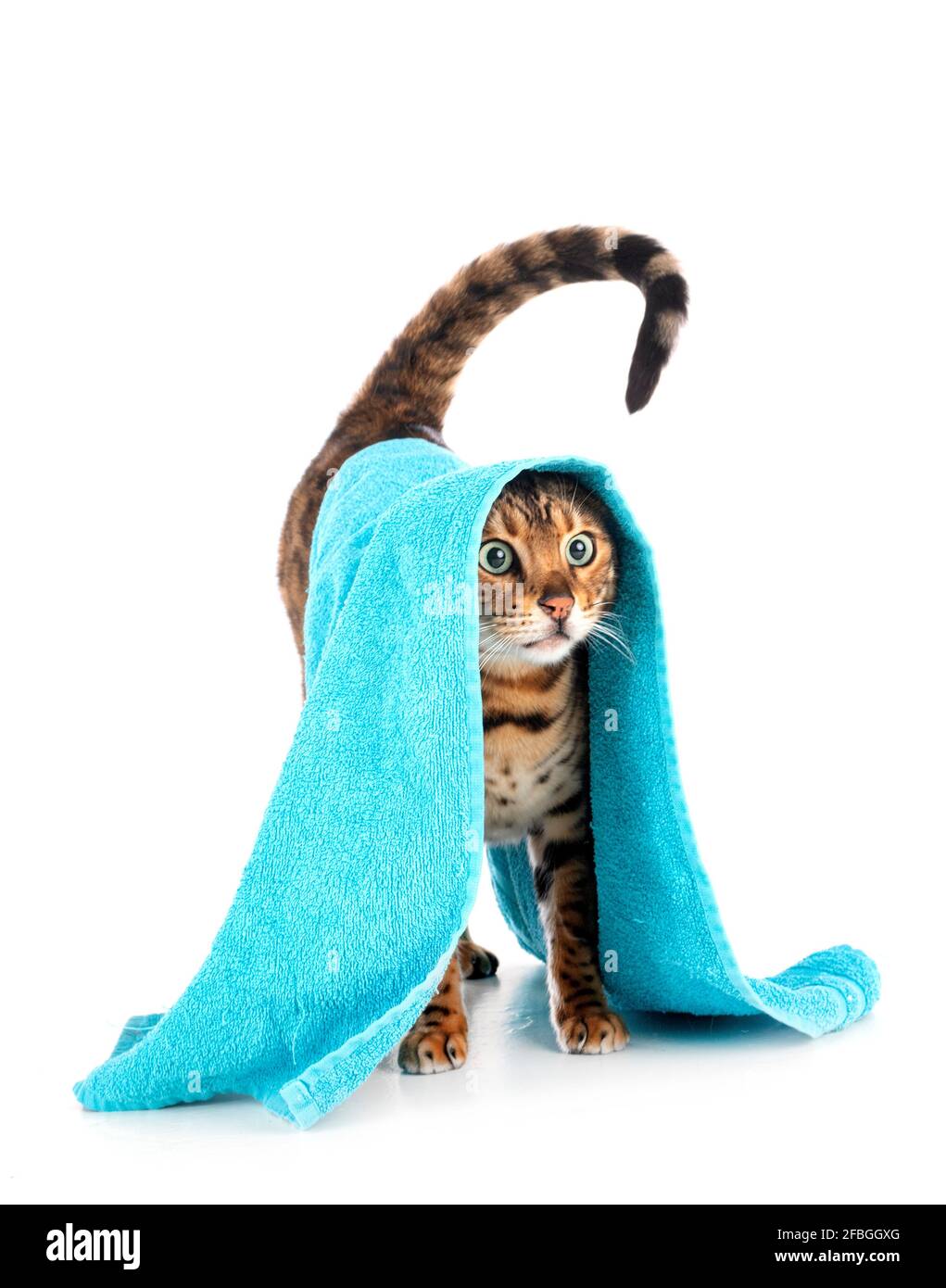 Gato de Bengala en la parte delantera del fondo blanco. Foto de stock