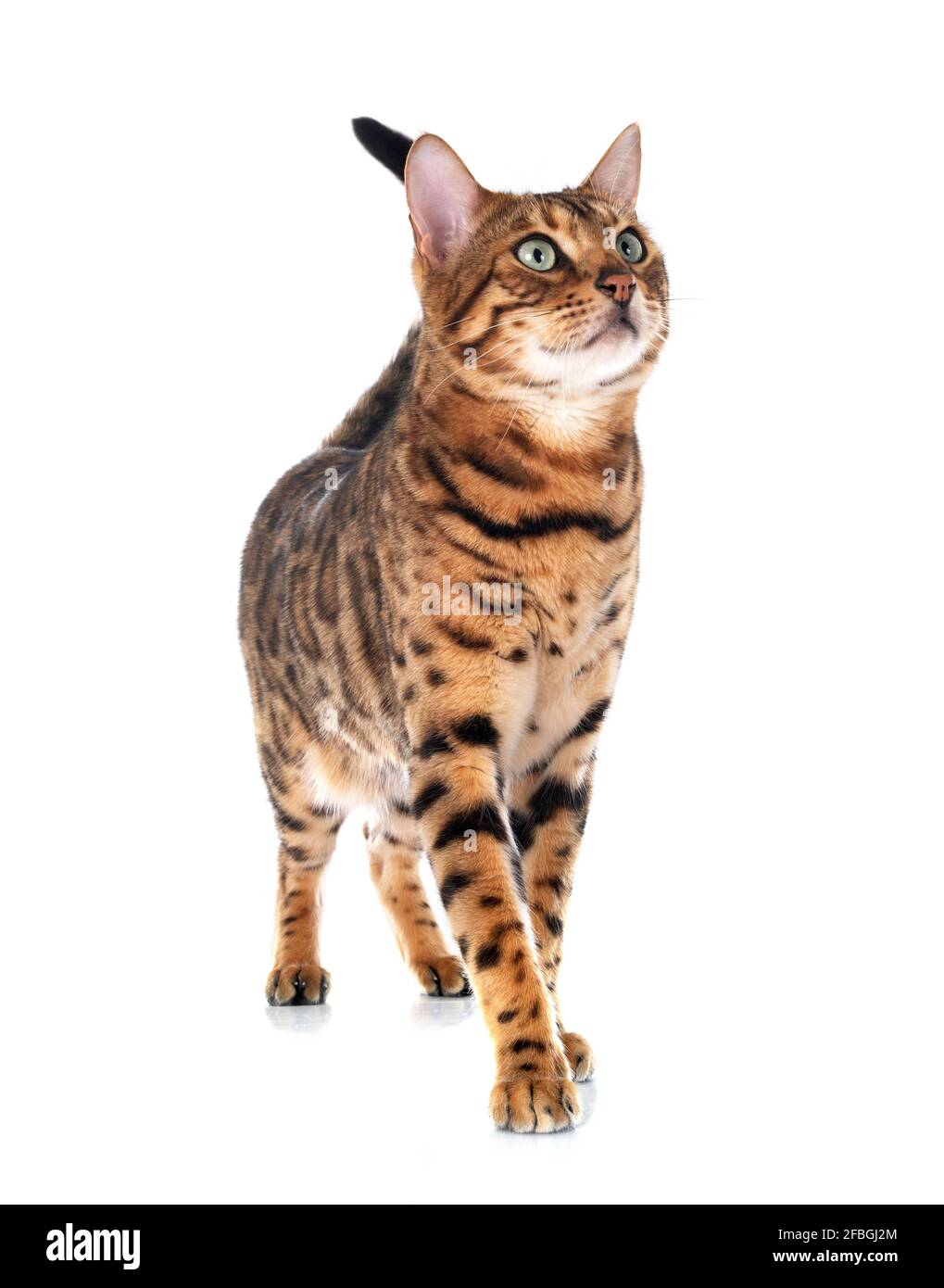 Gato de Bengala en la parte delantera del fondo blanco. Foto de stock