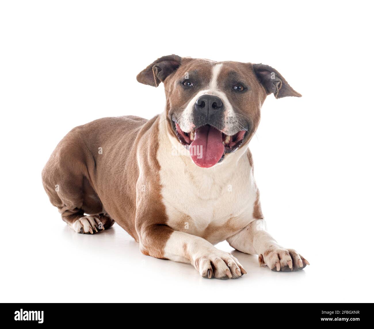 american staffordshire terrier delante de fondo blanco Foto de stock