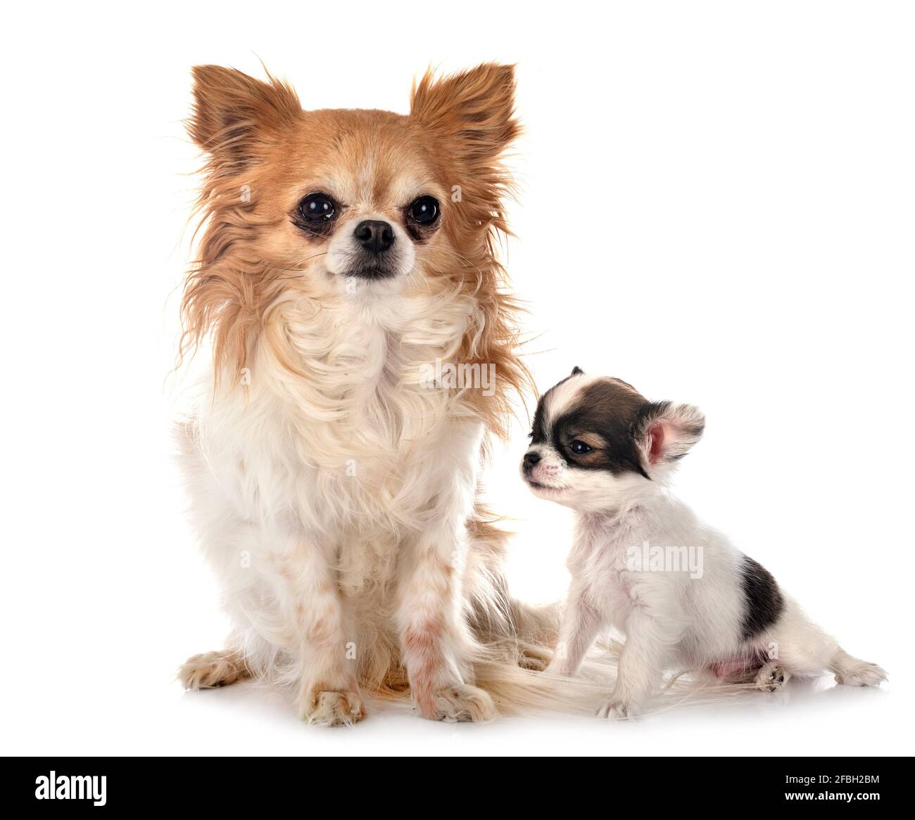 Poco chihuahuas delante de un fondo blanco Foto de stock
