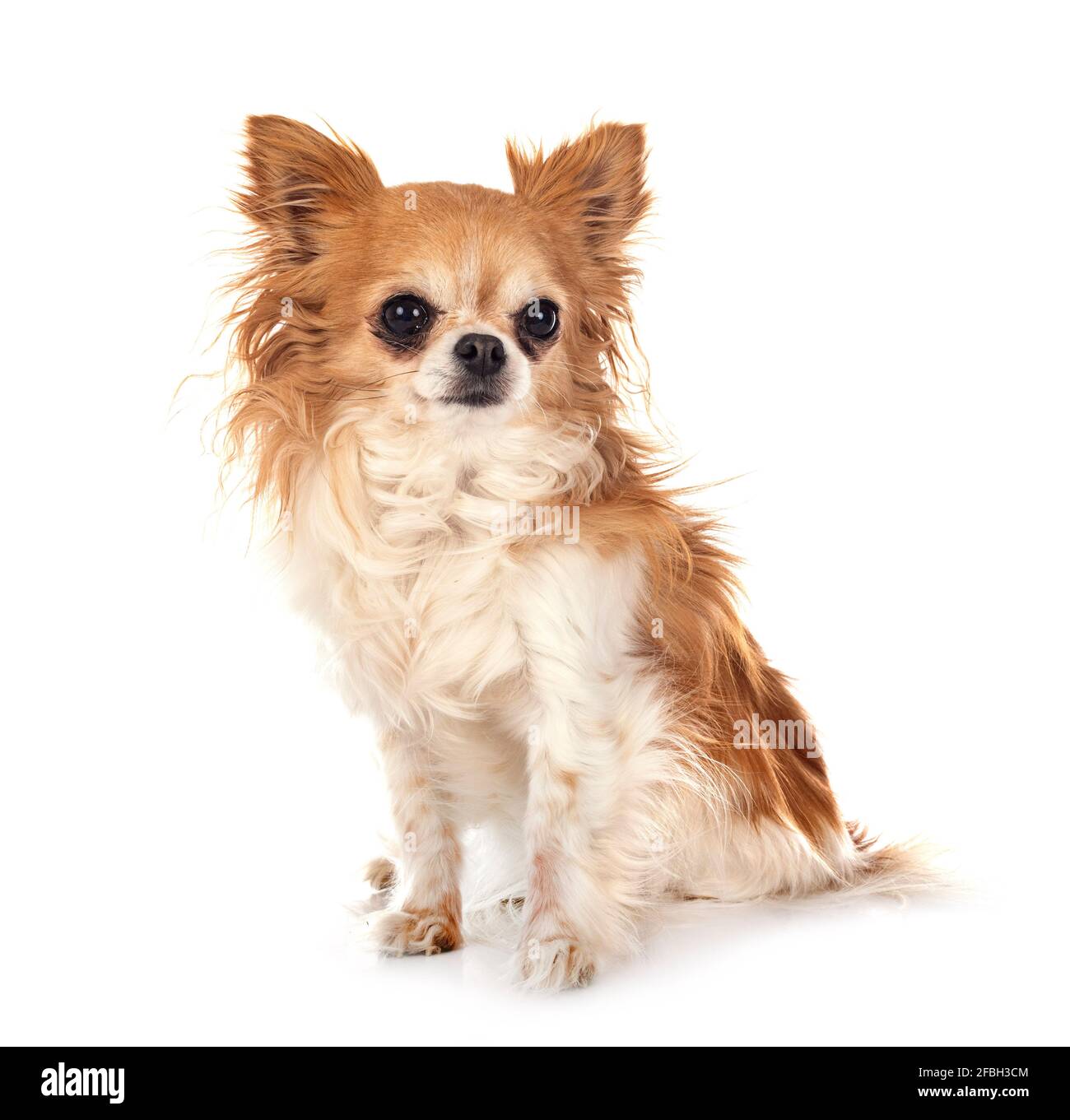 Poco chihuahua delante de un fondo blanco Foto de stock