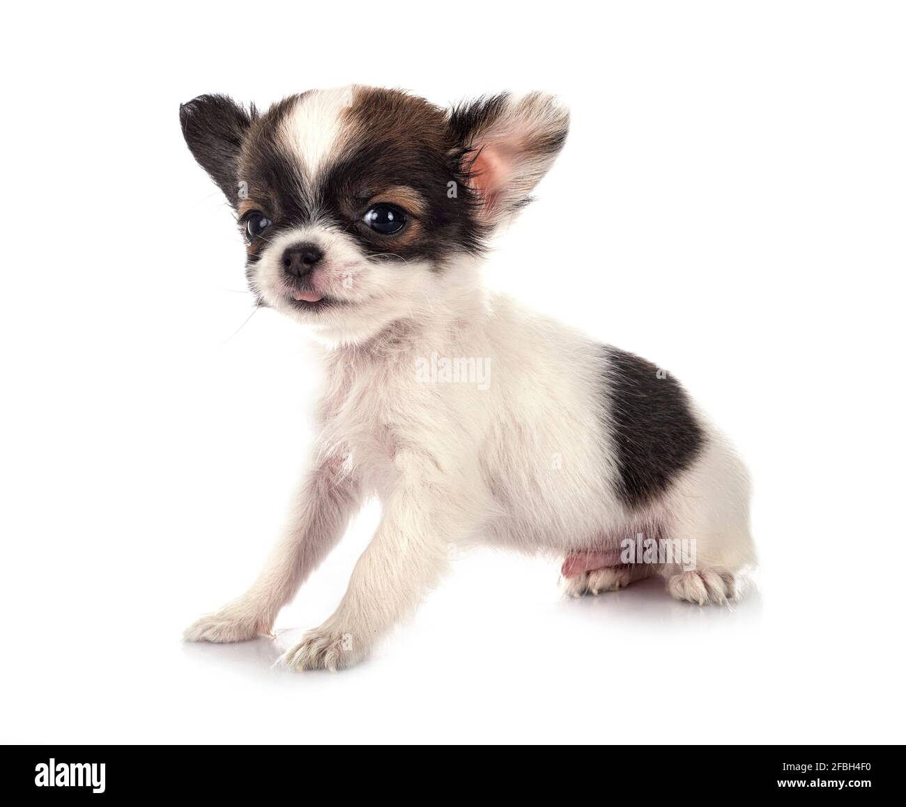Poco chihuahua delante de un fondo blanco Foto de stock